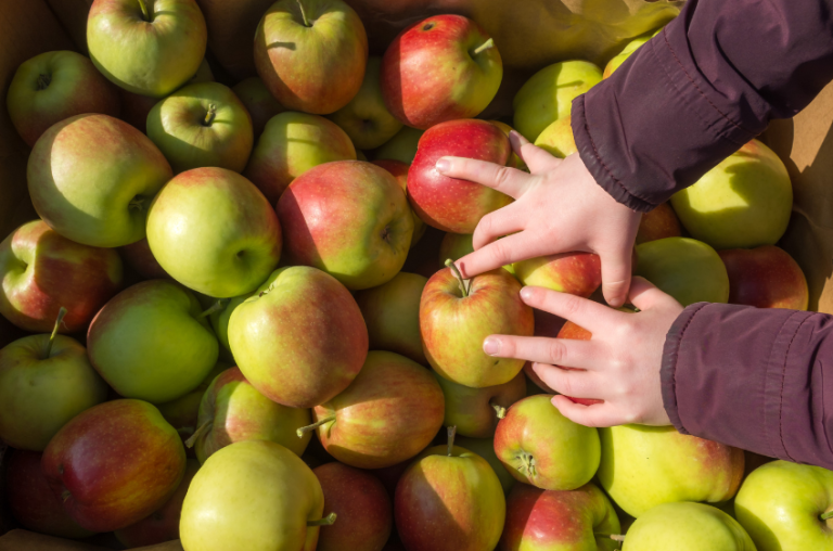 Fruta en La Granja de Ideas